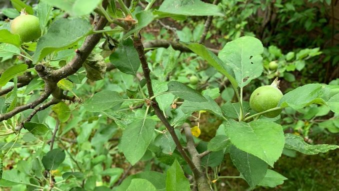 Obstbaum