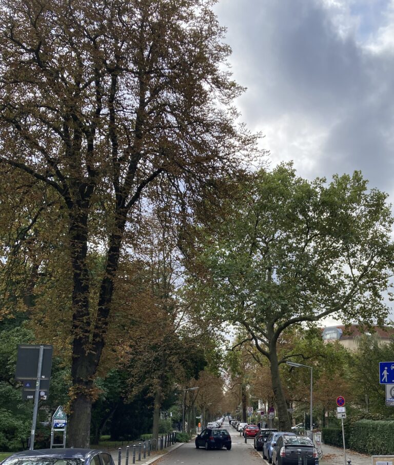 Straßenbäume erhalten – unser Stadtklima schützen