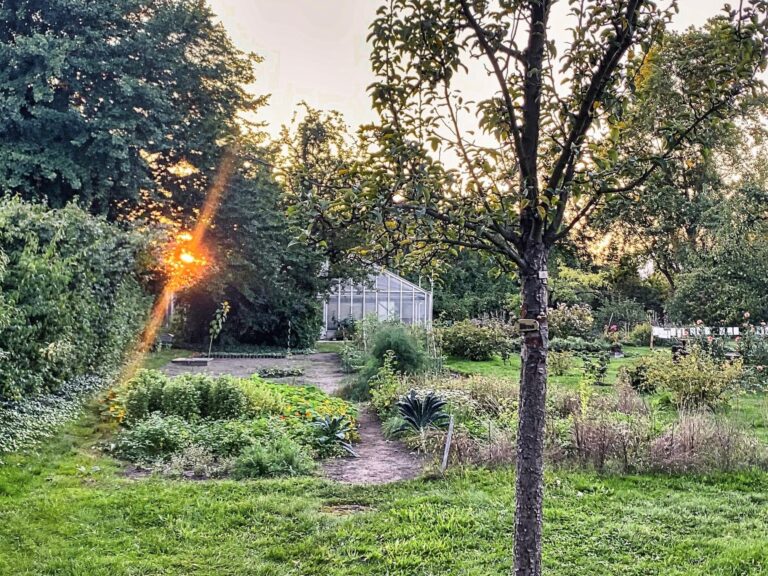 Grüne fordern vom Senat: Rettet die Gartenarbeitsschulen – Umweltbildung darf nicht sterben