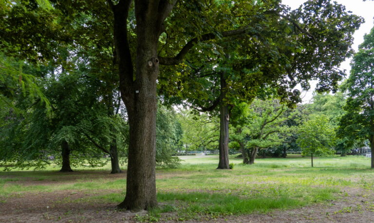 Baumgesetz gut umsetzen